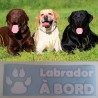 Labrador_à_bord